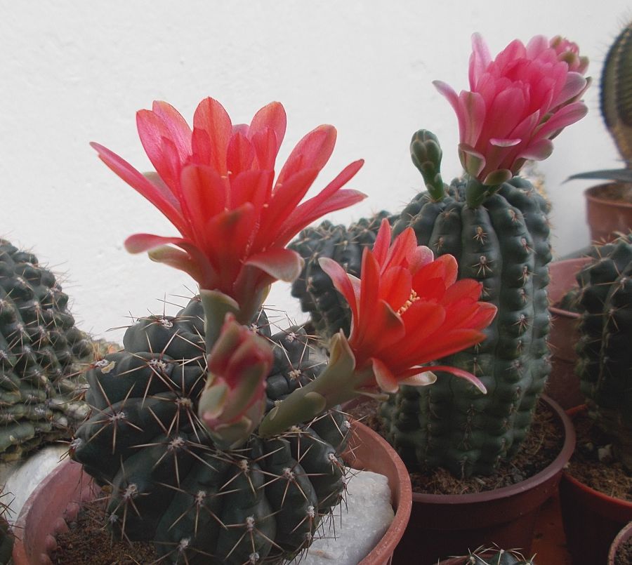 Gymnocalyciums in bloom with red flowers