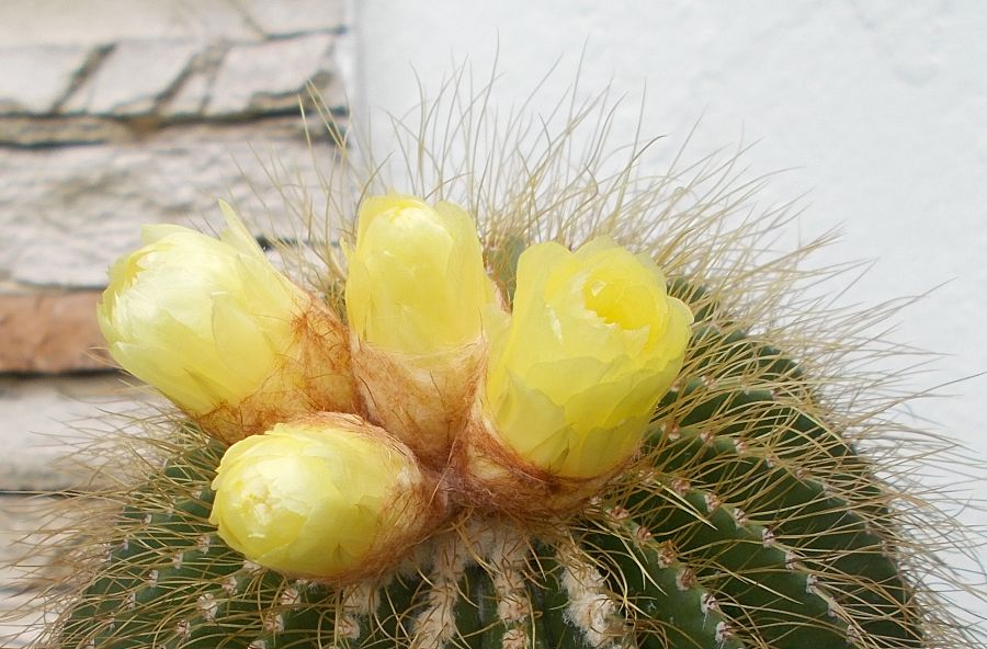 Top of a Parodia cactus with 4 flowers opening